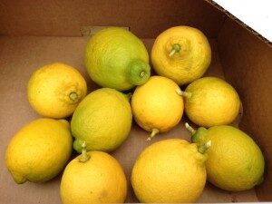 lemons-harvested-300x225-1